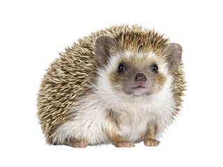 Cute young oak brown African pygmy hedgehog, standing side ways Looking straight ahead to camera....