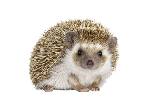 Cute young oak brown African pygmy hedgehog, standing side ways Looking straight ahead to camera. Isolated cutout on transparent background.