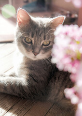 Cute grey cat with green eyes between purpule lilac flowers. Kitten with blossom syringa flowers at home on wooden floor.