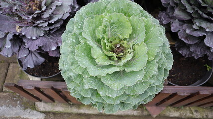 Green cabbage vegetable at the garden. Ornamental cabbage.