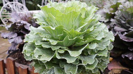 Green cabbage vegetable at the garden. Ornamental cabbage.