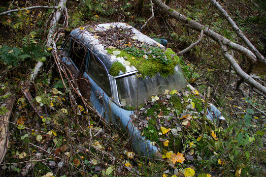Abandoned Ford Taunus 12M overgrown in forest