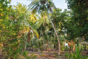 Remote tropical island with coconut palm trees