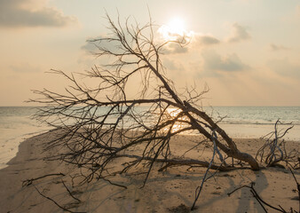 Fototapeta premium Remote tropical island beach with dead tree