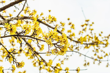 Flowering dogwood tree against a cloudy sky. Traditional spring blooming. Beautiful background