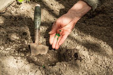 Gardening conceptual background. Woman's hands planting cucumber seeds into the soil. Spring season