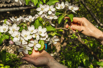 Female hands holding a flowering apple tree branch. Spring seasonal of growing plants. Gardening