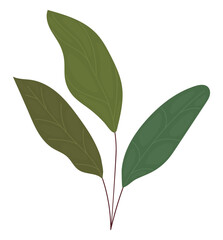 leaves branch illustration