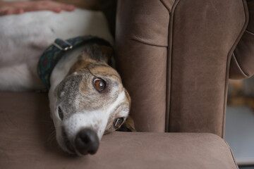Owners hand gently comforts tired greyhound dog relaxing on sofa.