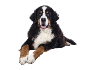Pretty adult Berner Sennen dog, laying down facing front on edge. Looking towards camera. Isolated cutout on a transparent background.