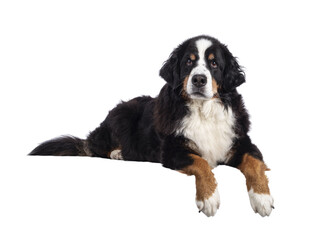 Pretty adult Berner Sennen dog, laying down side ways on edge. Looking towards camera with mouth closed. Isolatedcutout on a transparent background.