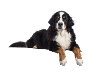 Pretty adult Berner Sennen dog, laying down side ways on edge. Looking towards camera with mouth closed. Isolatedcutout on a transparent background.