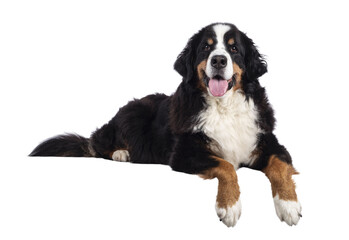 Pretty adult Berner Sennen dog, laying down side ways on edge. Looking towards camera with tongue out. Isolated cutout on a transparent background.