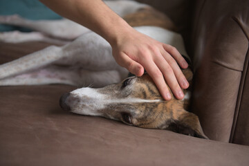 Owner strokes and pets white brindle greyhound as she relaxes indoors
