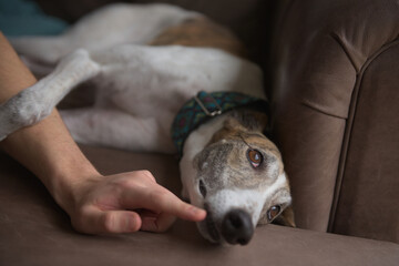 Adorable white and brindle greyhound rests paw on owners arm, playing