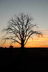 Fototapeta na wymiar A solitary tree on the prairie at sunset