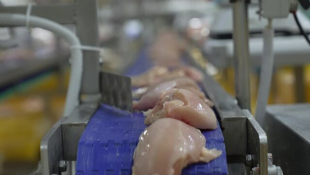 poultry farm conveyor, butchered chicken carcasses, fresh breast and fillet go along the line, at a large poultry meat production plant
