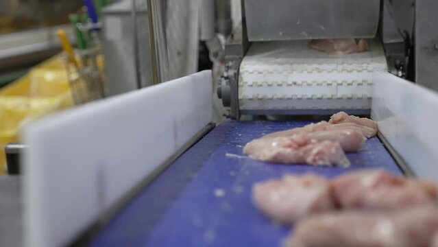 poultry farm conveyor, butchered chicken carcasses, fresh breast and fillet go along the line, at a large poultry meat production plant