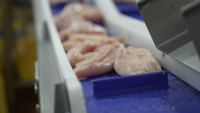 poultry farm conveyor, butchered chicken carcasses, fresh breast and fillet go along the line, at a large poultry meat production plant