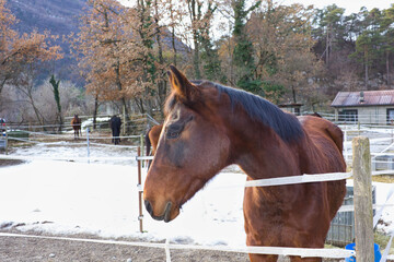 Saddle horses in a corral with snow in the Adige valley, Italian alps.