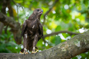 Close up of a black eagle Ictinaetus malaiensis native to southeast Asia resting on a branch with bokeh background 