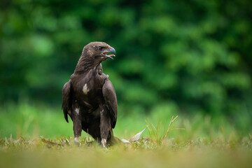 A black eagle Ictinaetus malaiensis native to southeast Asia standing on green grass field with bokeh background  - Powered by Adobe
