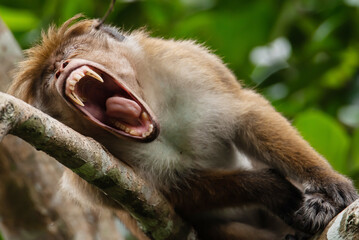 Close up view of an angry macaque monkey showing its scary teeth in a threatening manner on blur...