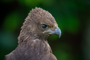 Close up of a black eagle Ictinaetus malaiensis native to southeast Asia with bokeh background 