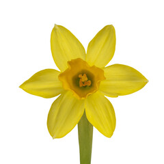 Close up front view of single daffodil, isolated cutout on transparent background.