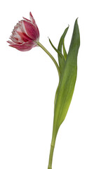Side view of single pink / white double tulip, isolated cutout on transparent background.