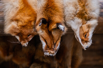 Close up view: row of red fox fur pelts hanging on wooden log. Hunting, fashion, ethical concept