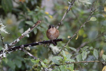 Adelomyia melanogenys. Un hermoso colibrí de Manizales, Caldas, Colombia