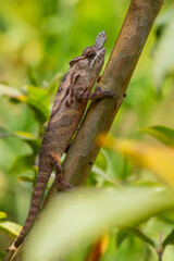 Lesser Chameleon - Furcifer minor, beautiful colored chameleon endemic in forests of Madagascar. 