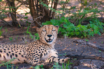 Cheetah