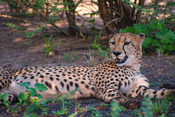 Cheetah