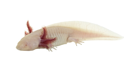 Obraz premium Side view of white axolotl aka Ambystoma mexicanum, laying on surface under water. Isolated cutout on a transparent background.