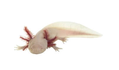Side view of white axolotl aka Ambystoma mexicanum, laying on surface under water. Looking towards camera.  Isolated cutout on a transparent background.