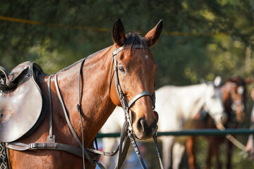 Obraz premium polo horse on off the field