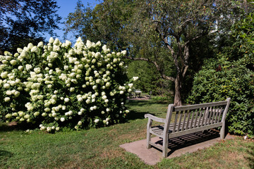 Greenwich Common Park with Flowering Plants and an Empty Bench in Downtown Greenwich Connecticut - obrazy, fototapety, plakaty