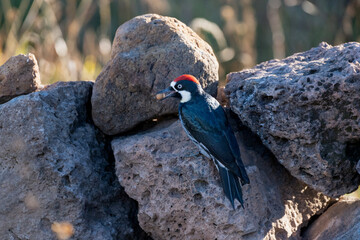 Acorn woodpecker perched on stones