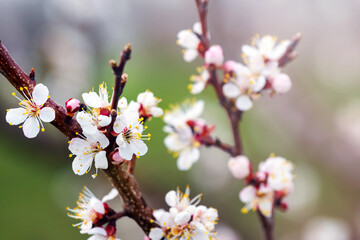 Cherry plum branch with white flowers. Cherry  plum blossoms