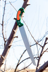 A saw for cutting tree branches hangs on a tree branch