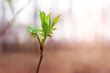 A branch of a tree with the first young green leaves in the forest in sunny weather
