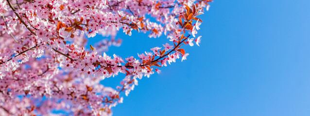 Sakura blossoms. Branch of sakura with pink flowers against the background of blue sky and sunny weather © Volodymyr