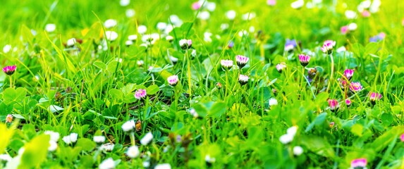 Spring background with green grass and white and pink wild flowers in sunny weather