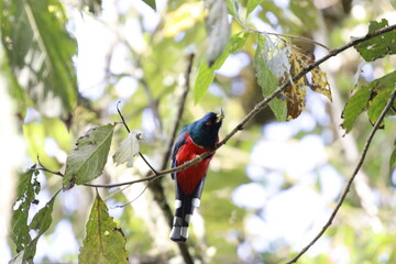 Trogón Personatus. Los colores de este pájaro son majestuosos