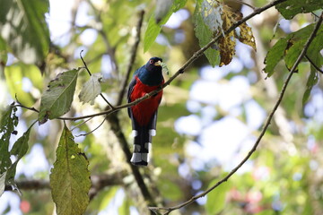 Trogón Personatus. Los colores de este pájaro son majestuosos