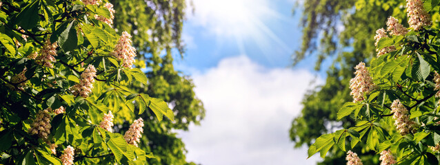 Chestnut blossoms. Chestnut branches with flowers on the background of the sky in sunny weather with a sunbeam