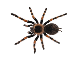 Top view of Mexican Redknee tarantula aka Brachypelma hamorii. Isolated cutout on transparent background.