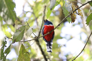 Trogón Personatus. Los colores de este pájaro son majestuosos